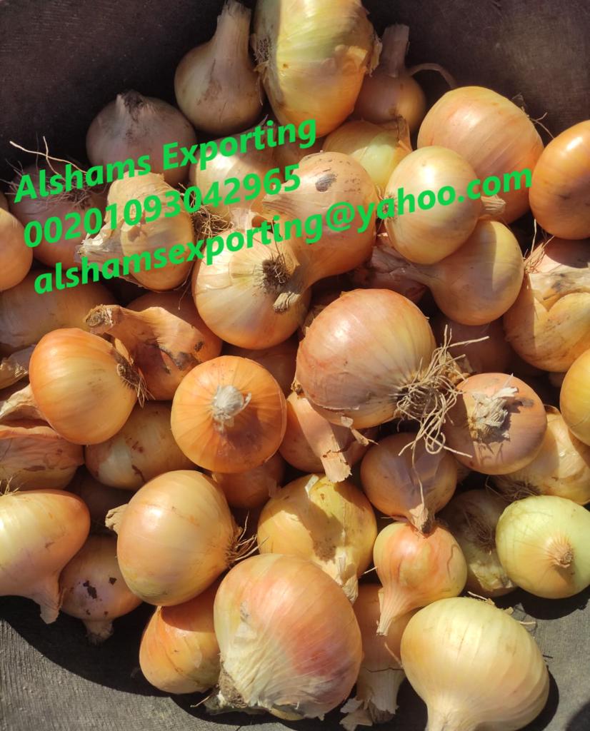 Product image - 🧅🧅🧅 *now we offer FRESH ONION* 🧅🧅🧅

To ensure that you get the best quality and the best price, you have to deal with Alshams company.

We are alshams an import and export company that offer all kinds of agriculture crops.

ORDER OUR PRODUCT NOW

Best Regards

Merna Hesham

☎Tel: 0020402544299

📞Cell(whats-app) 00201093042965

✉️email :Alshamsexporting@yahoo.com

I hope to be trustworthy for you